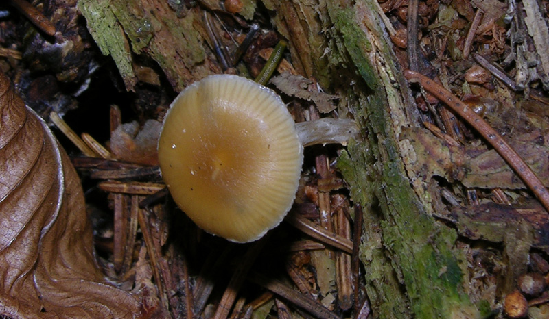 Galerina da determinare n0040(2007)